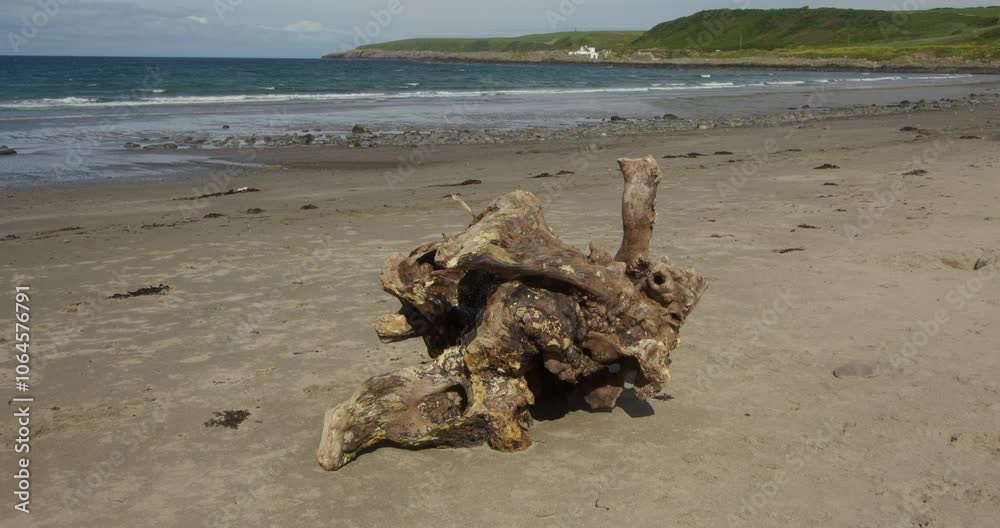 Extra wide shot of an old tree stump worn down on the sea and sand at port Logan beach Extra wide shot of an old tree stump worn down on the sea and sand at port Logan beach