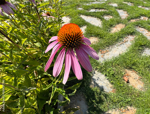 Close up of Echinacea purpurea 'Magnus' or Purple Coneflower. Echinacea purpurea in the green garden. Pink flowers. Echinacea purpurea, the eastern purple coneflower or hedgehog coneflower. photo