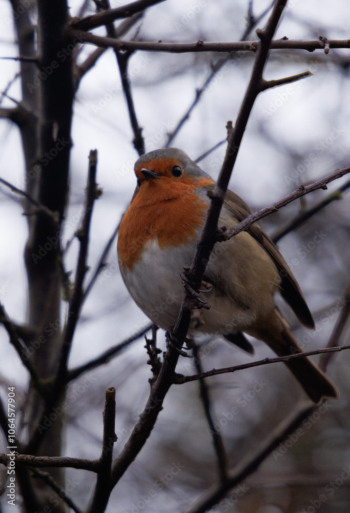 robin on a branch robin on a branch