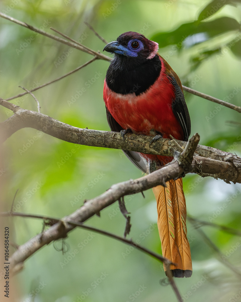 Obraz premium Nature wildlife image of Diard's trogon bird perching on tree branch.
