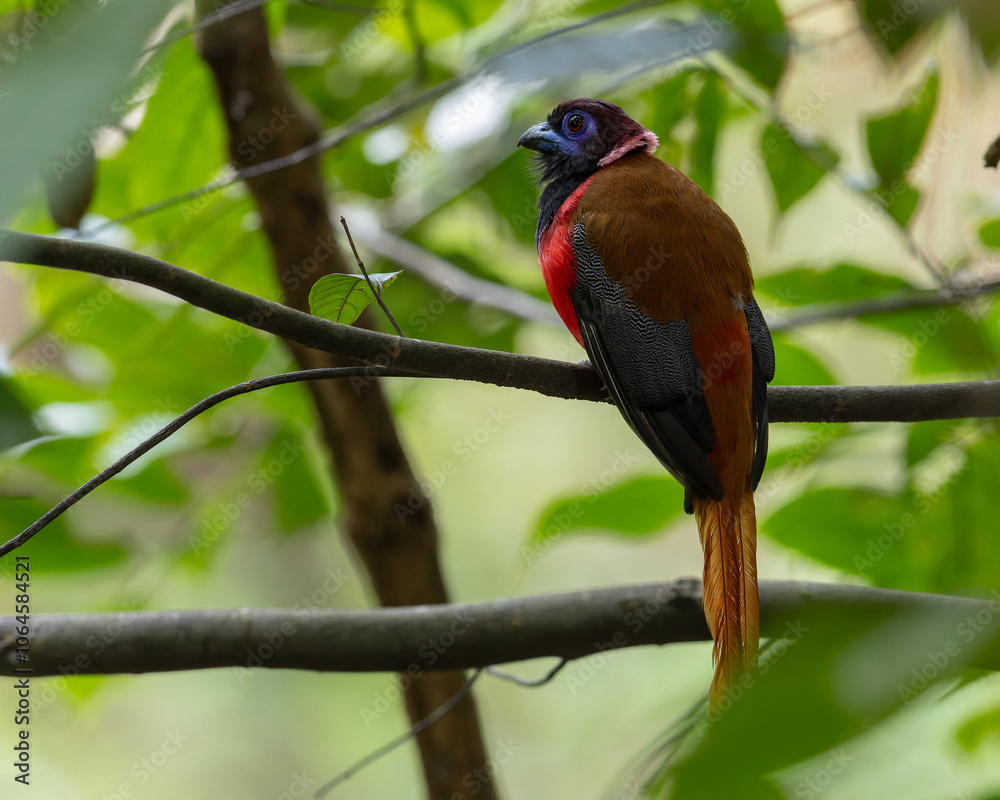 Nature wildlife image of Diard's trogon bird perching on tree branch. Nature wildlife image of Diard's trogon bird perching on tree branch.