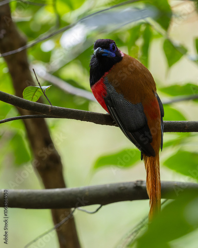 Nature wildlife image of Diard's trogon bird perching on tree branch. photo