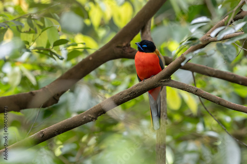 Nature wildlife image of Scarlet-rumped trogon (Harpactes duvaucelii) perching on tree branches photo