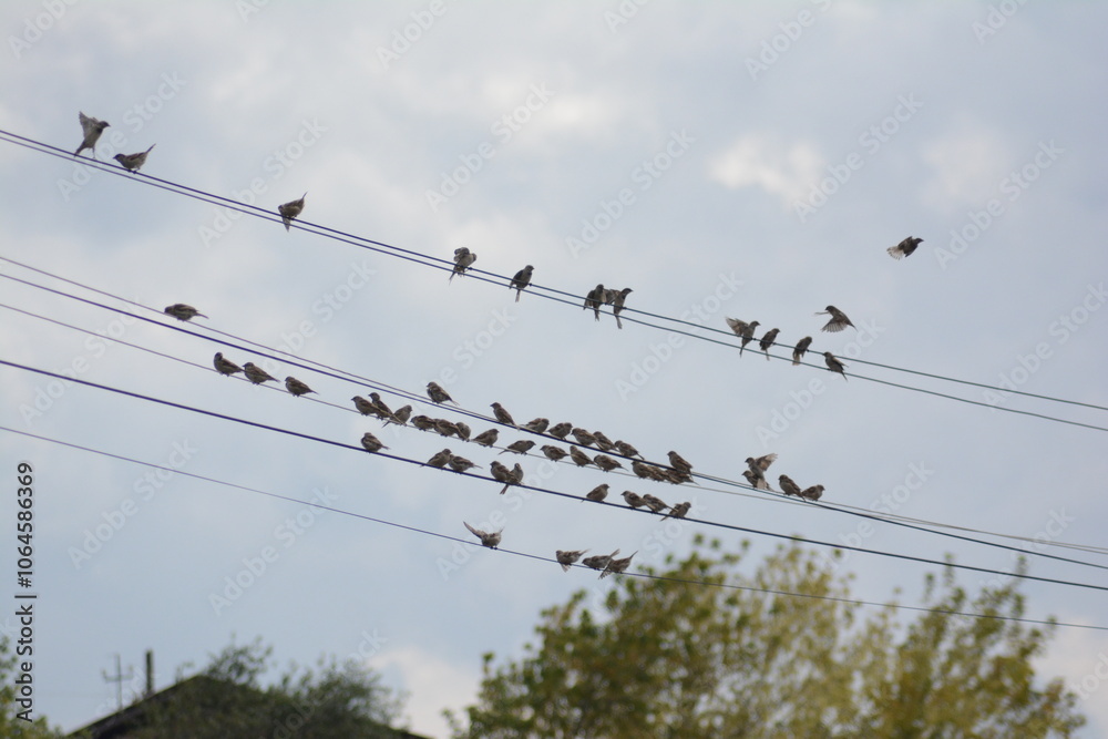 Sparrow. Sparrows on an electric wire. Wild birds wall art, print set. Nice birds Sparrow. Sparrows on an electric wire. Wild birds wall art, print set. Nice birds