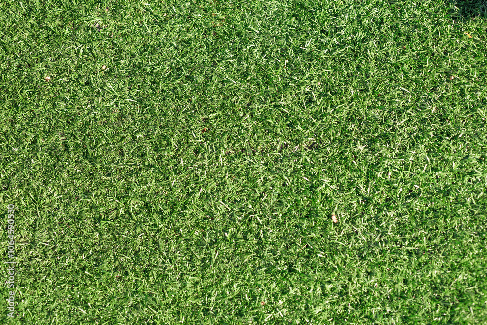 Fototapeta premium Green grass nature spring texture.
