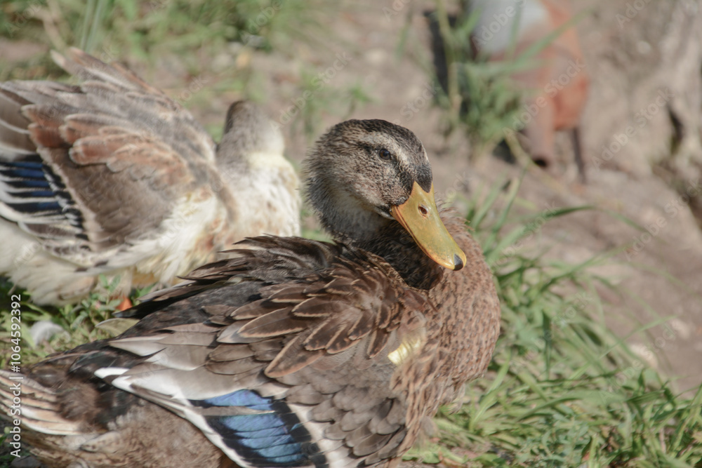 Beautiful ducks. Duck in nature Beautiful ducks. Duck in nature