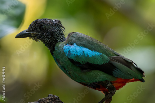 Nature Wildlife image of Borneo Hooded Pitta (Pitta sordida mulleri) on Rainforest jungle photo