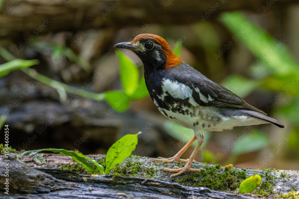 Wildlifd bird of Chestnut-capped Thrush perched in a tree with blur green background Wildlifd bird of Chestnut-capped Thrush perched in a tree with blur green background