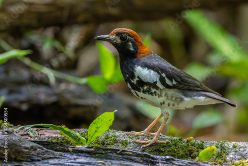 Wildlifd bird of Chestnut-capped Thrush perched in a tree with blur green background photo