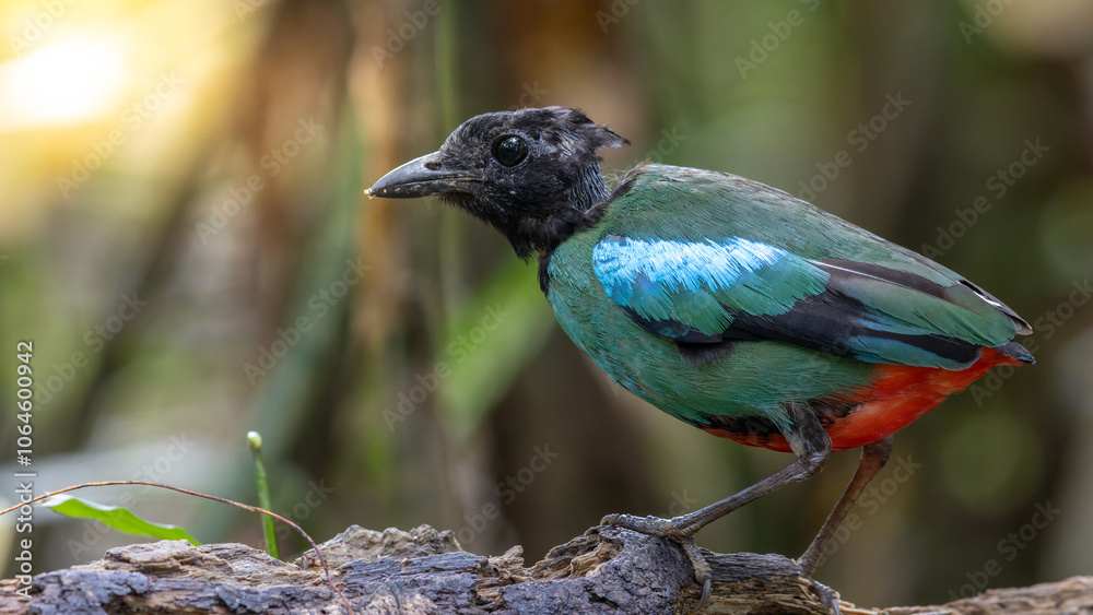 Naklejka premium Nature Wildlife image of Borneo Hooded Pitta (Pitta sordida mulleri) on Rainforest jungle