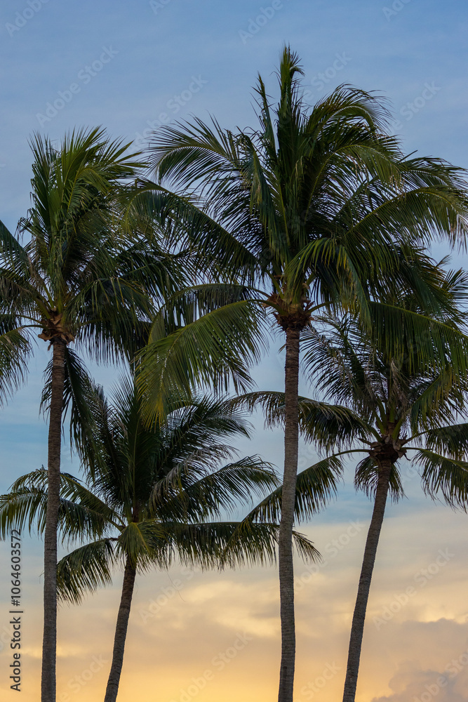 Obraz premium A tall coconut tree stands majestically against a vibrant, clear blue sky, showcasing the beauty of tropical landscapes. Ideal for travel, nature, and summer-themed projects.