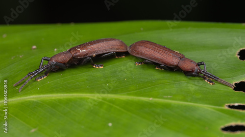 Amazing macro image of insect Hispine Beetle on green leaf photo