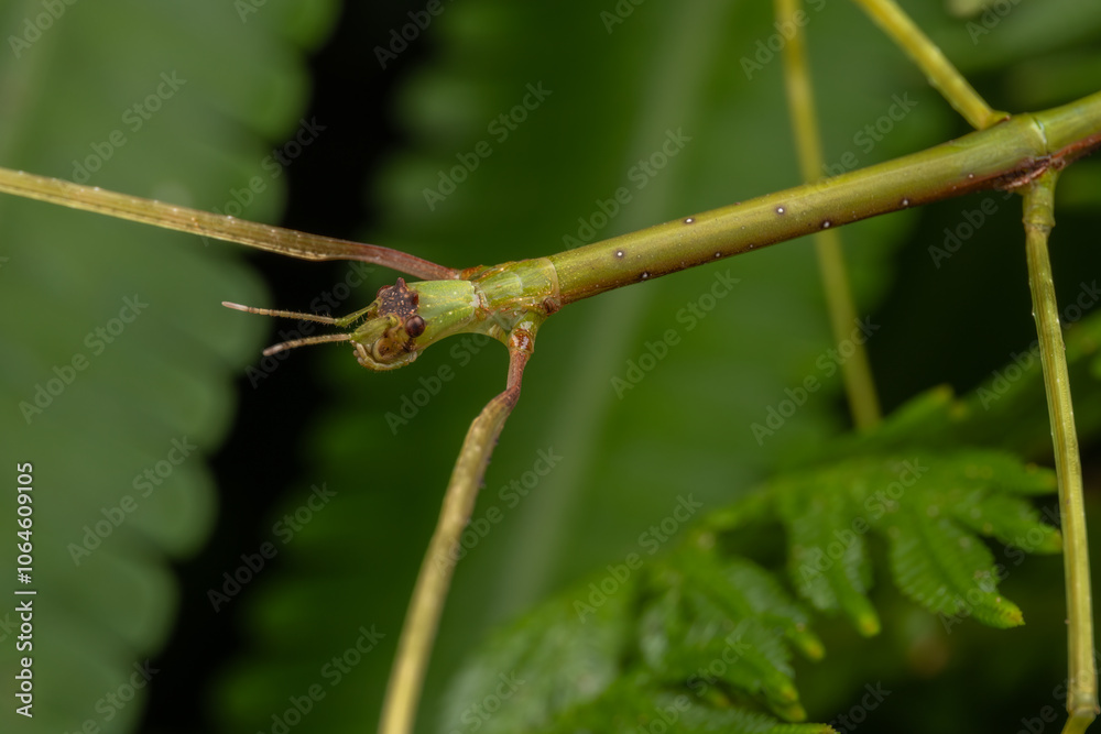 Nature scene macro image of Stick Insect of Sabah, Borneo Nature scene macro image of Stick Insect of Sabah, Borneo