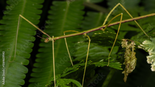 Nature scene macro image of Stick Insect of Sabah, Borneo photo