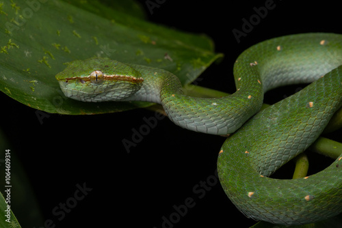 A very venomous and endemic snake Sabah Pit Viper Bornean Keeled Pit Vipe with nature green background photo