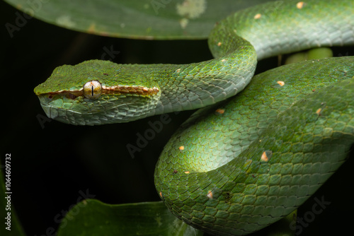 A very venomous and endemic snake Sabah Pit Viper Bornean Keeled Pit Vipe with nature green background photo