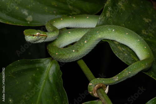 A very venomous and endemic snake Sabah Pit Viper Bornean Keeled Pit Vipe with nature green background photo