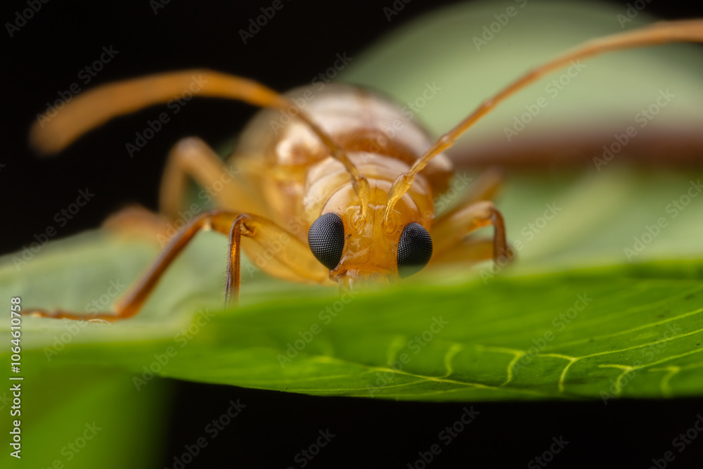 Naklejka premium Macro image of beautiful leaf beetle of Sabah, Borneo