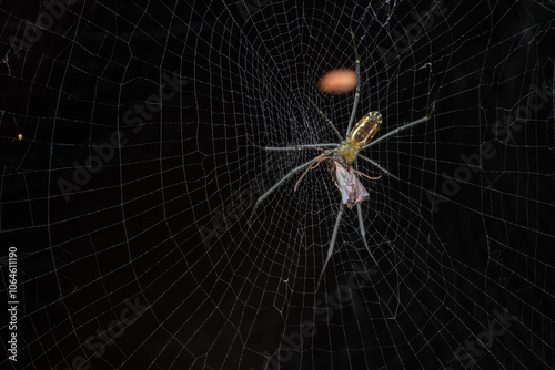 Nature wildlife image of golden orb-web spider on rainforest jungle photo