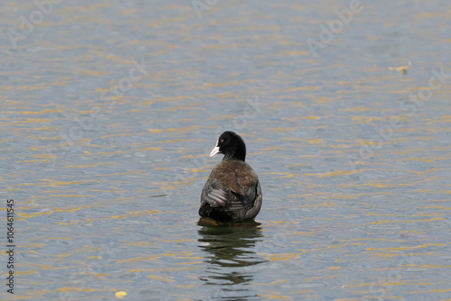 秋の池で泳ぐオオバン