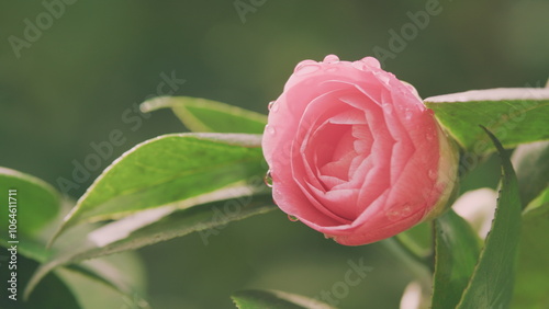 Blossoming Of Camellia Tree. Flowering Plant Genus In Family Theaceae. April Dawn Blush. photo