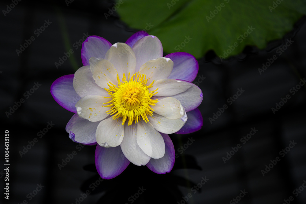 Macro details of a waterlily flower in the pond Macro details of a waterlily flower in the pond
