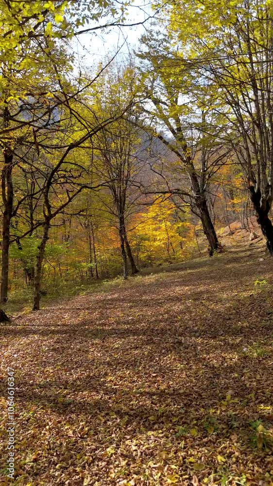 Autumn forest with beautiful trees and leaves Autumn forest with beautiful trees and leaves