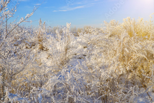 Beautiful dry grass covered with snow in the hoarfrost