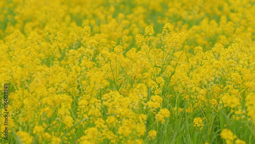 Rapeseed or canola field. Rapeseed cultivation. Rape on the field in sring. Close up. photo