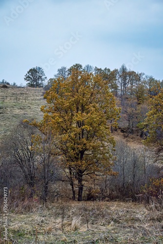 autumn in the forest