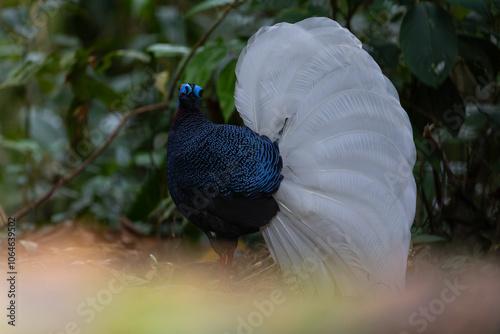 The rare and endemic Bulwer's pheasant (Lophura bulweri) captured in its natural Bornean rainforest habitat. photo