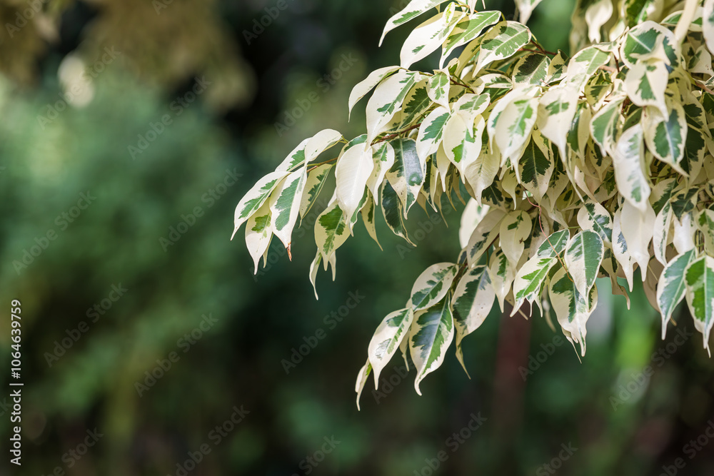 Fototapeta premium Benjamin tree with spotted leaves found in a botanical garden. Ficus benjamina 'Variegata', Weeping fig