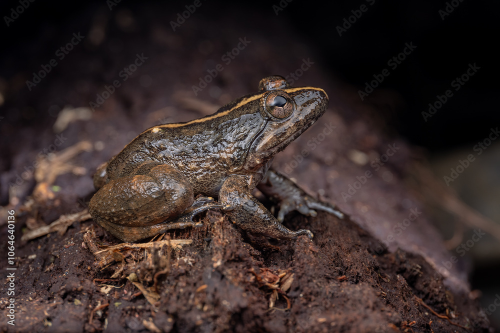 Macro image of Kuhl's Creek Frog Macro image of Kuhl's Creek Frog