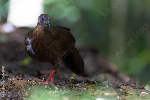 The rare and endemic Female Bulwer's pheasant (Lophura bulweri) captured in its natural Bornean rainforest habitat. photo