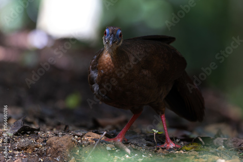 The rare and endemic Female Bulwer's pheasant (Lophura bulweri) captured in its natural Bornean rainforest habitat. photo