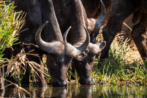 The African buffalo, Syncerus caffer, is a formidable herbivore native to the diverse landscapes of sub-Saharan Africa. These bovines, often referred to as Cape buffalo, Syncerus caffer caffer.