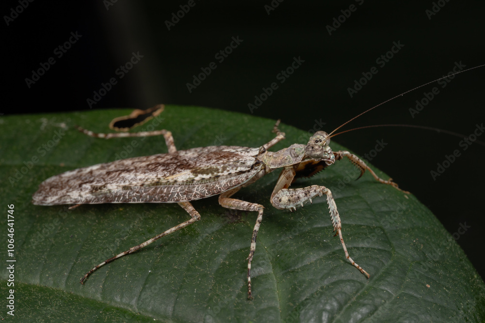 Amazing and unique wildlife katydid found on deep jungle forest in Sabah, Borneo Amazing and unique wildlife katydid found on deep jungle forest in Sabah, Borneo