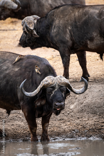 The African buffalo, Syncerus caffer, is a formidable herbivore native to the diverse landscapes of sub-Saharan Africa. These bovines, often referred to as Cape buffalo, Syncerus caffer caffer.