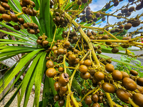 Palm trees bear a lot of fruit.