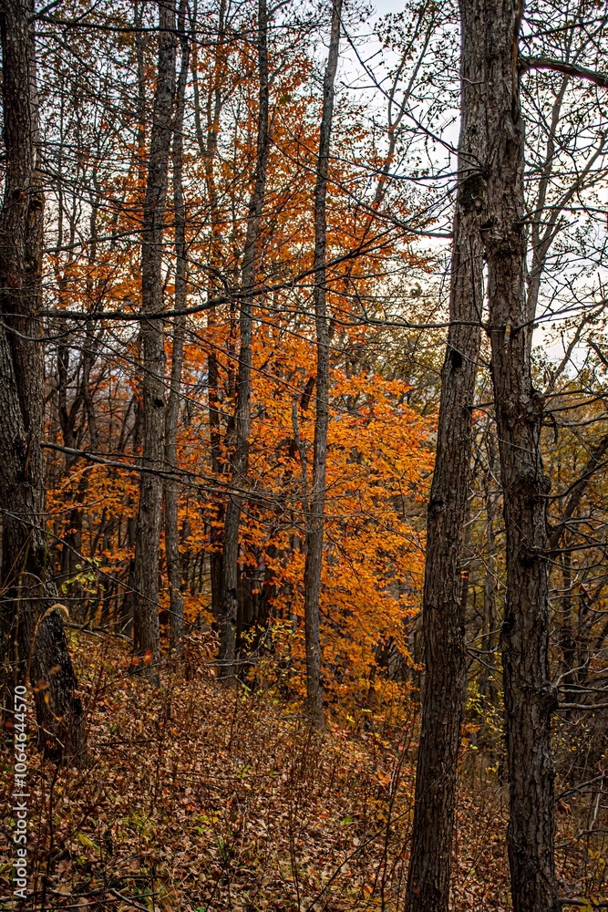 Obraz premium autumn in the woods