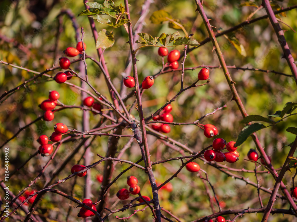 Red arrowroot is a beautiful and useful plant. It is known as wild rose ...