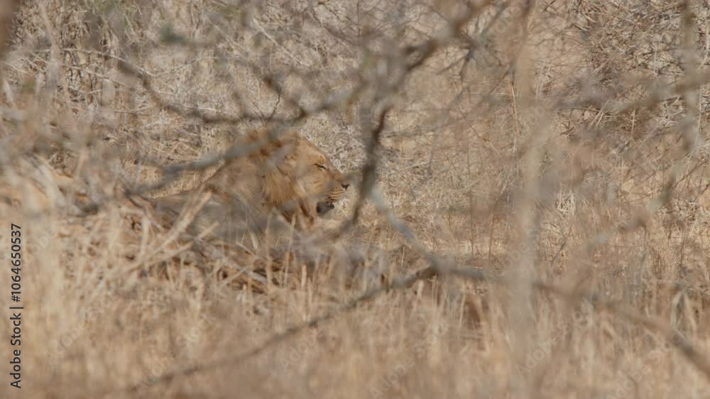 Telephoto static view of lion yawning hidden through tall grass and branches, Kruger National Park in South Africa, slow motion Telephoto static view of lion yawning hidden through tall grass and branches, Kruger National Park in South Africa, slow motion
