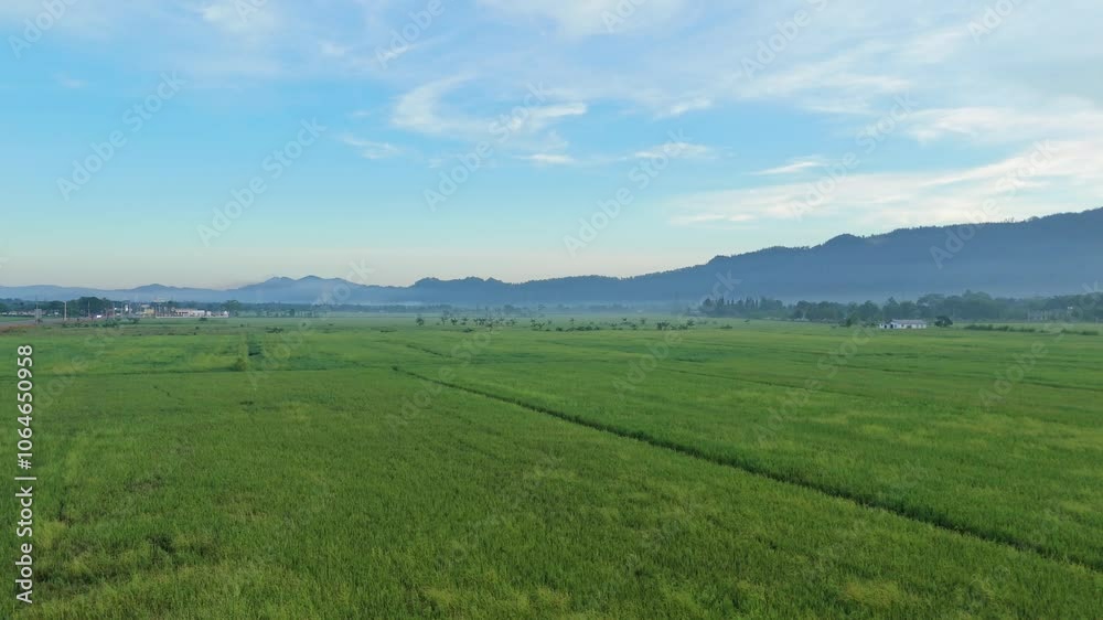 Panoramic View Of Green Rice Fields In Bonao, Dominican Republic. Aerial Drone Shot Panoramic View Of Green Rice Fields In Bonao, Dominican Republic. Aerial Drone Shot