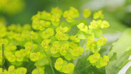 Spurge flowers or euphorbia amygdaloides, beautiful green plant blooming in summer. Close up. photo