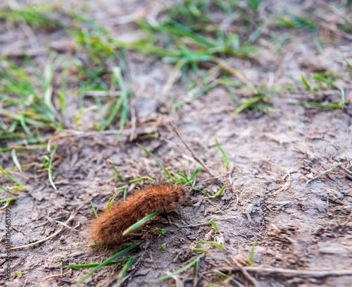 Spinner caterpillars live alone on plants. When disturbed, they quickly grow and fall to the ground in the vegetation photo