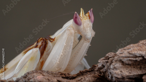 Beautiful Pink Orchid mantis on flower with isolated background photo