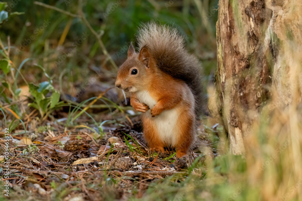 Curious little scottish red squirrel in the woodland Curious little scottish red squirrel in the woodland