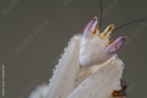 Beautiful Pink Orchid mantis on flower with isolated background photo