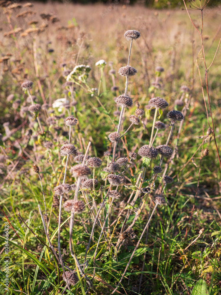 Sapa tuberous is a taller, perennial, wild plant of drier, sunny places, blooming in early summer with purple-pink flowers arranged in dense whorls. Sapa tuberous is a taller, perennial, wild plant of drier, sunny places, blooming in early summer with purple-pink flowers arranged in dense whorls.