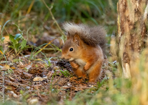 Curious little scottish red squirrel in the woodland